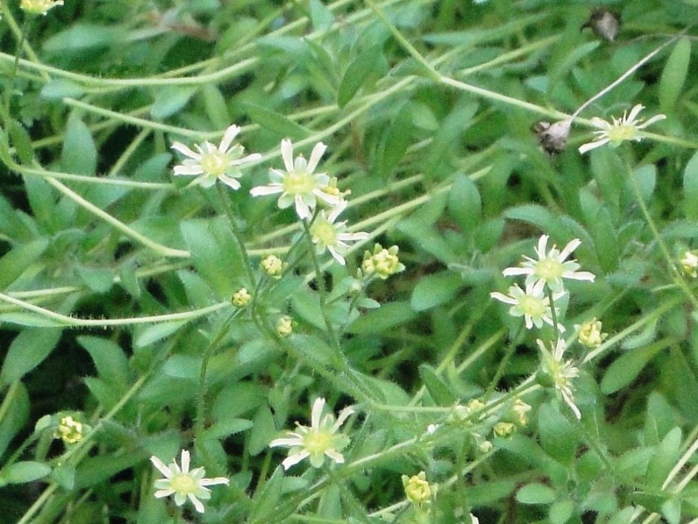 Saxifraga presolanensis / Sassifraga della Presolana